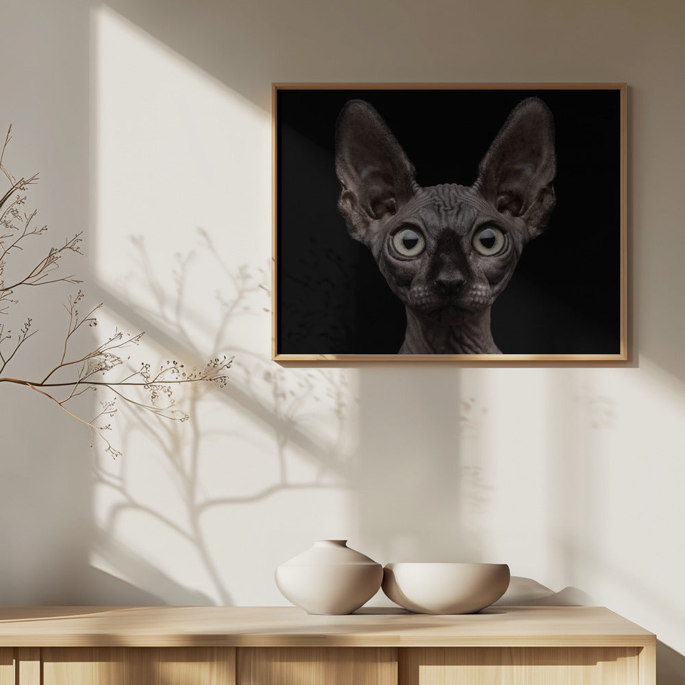 Sphynx-Katze | Poster - Kunstdruck