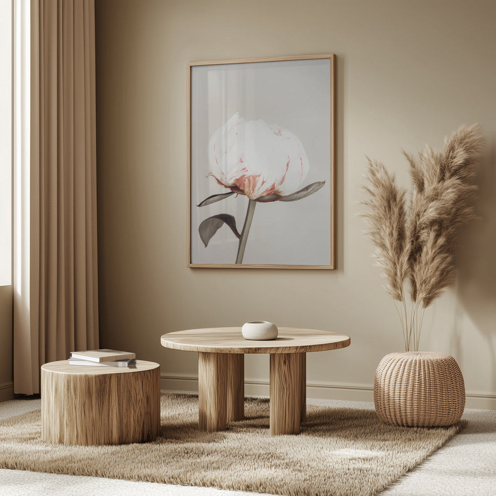 Peony 13 | Poster