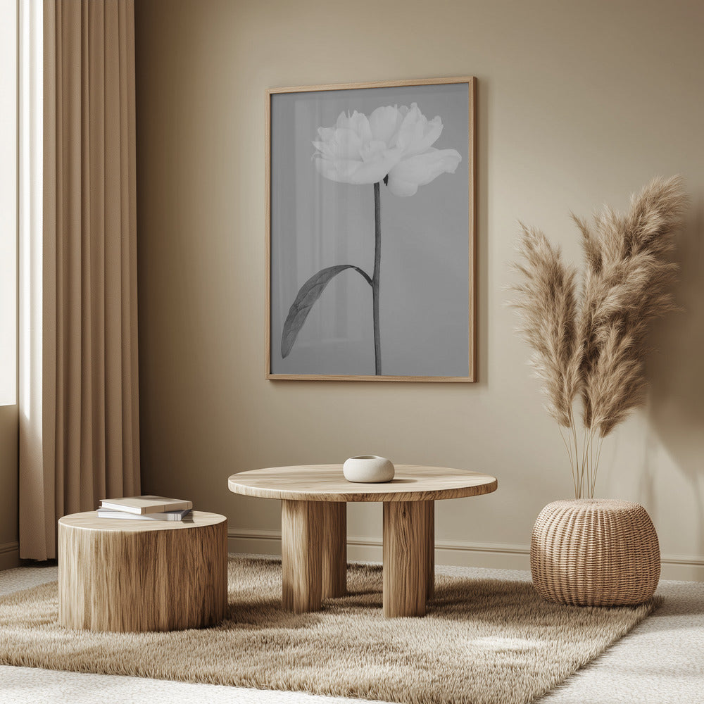 Peony 14 | Poster