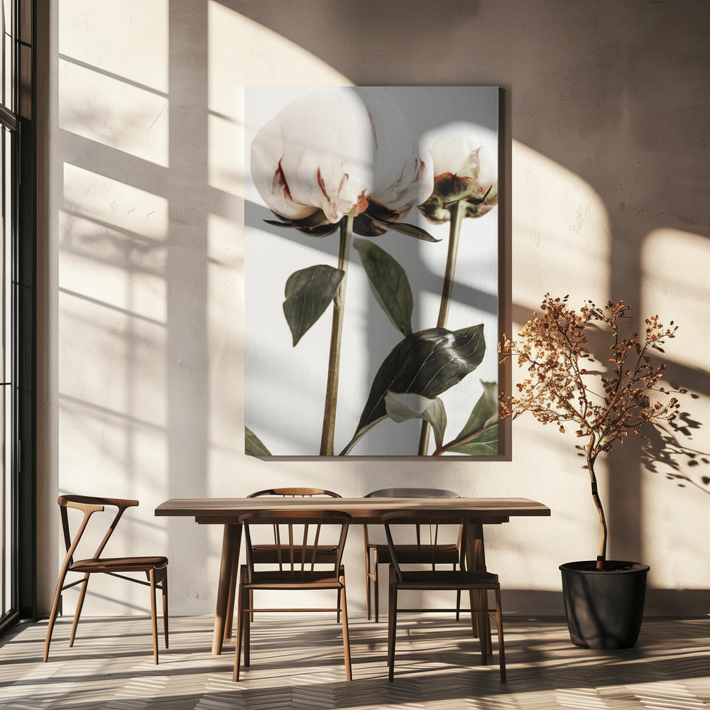 Pion 24 | Canvas