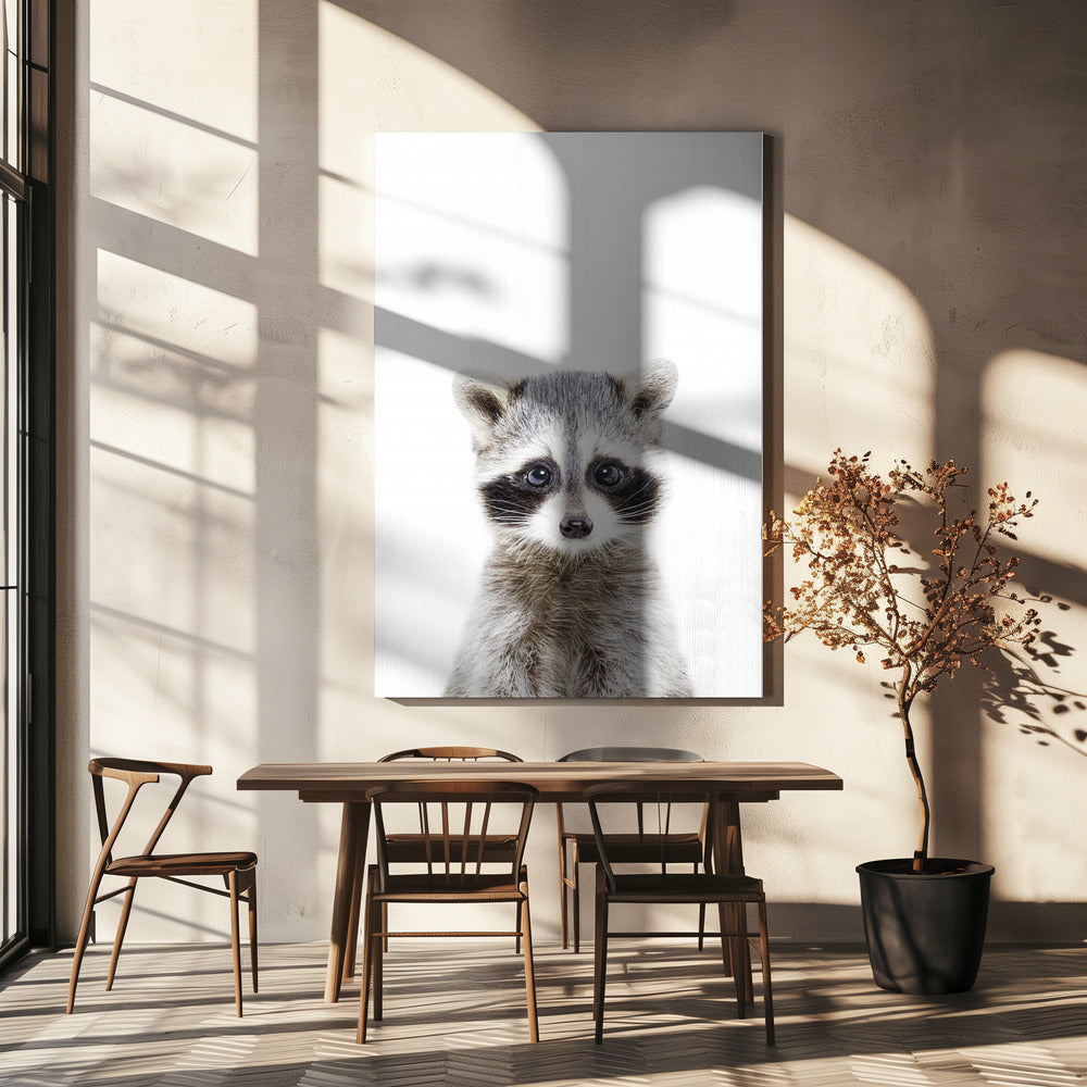 Tvättbjörnunge | Canvas