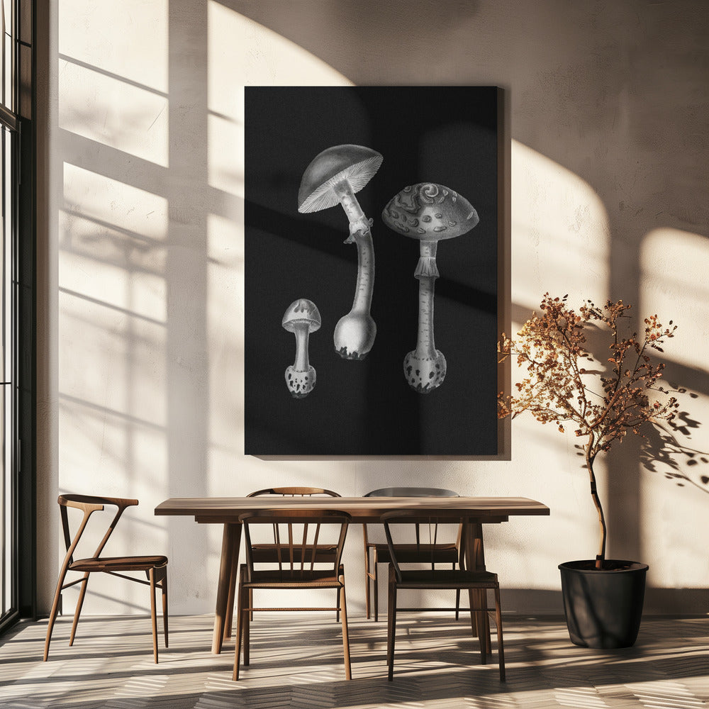 Amanita Muscaria Sfondo Nero BW | Stampe su Tela