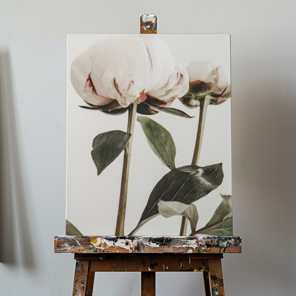 Pion 24 | Canvas