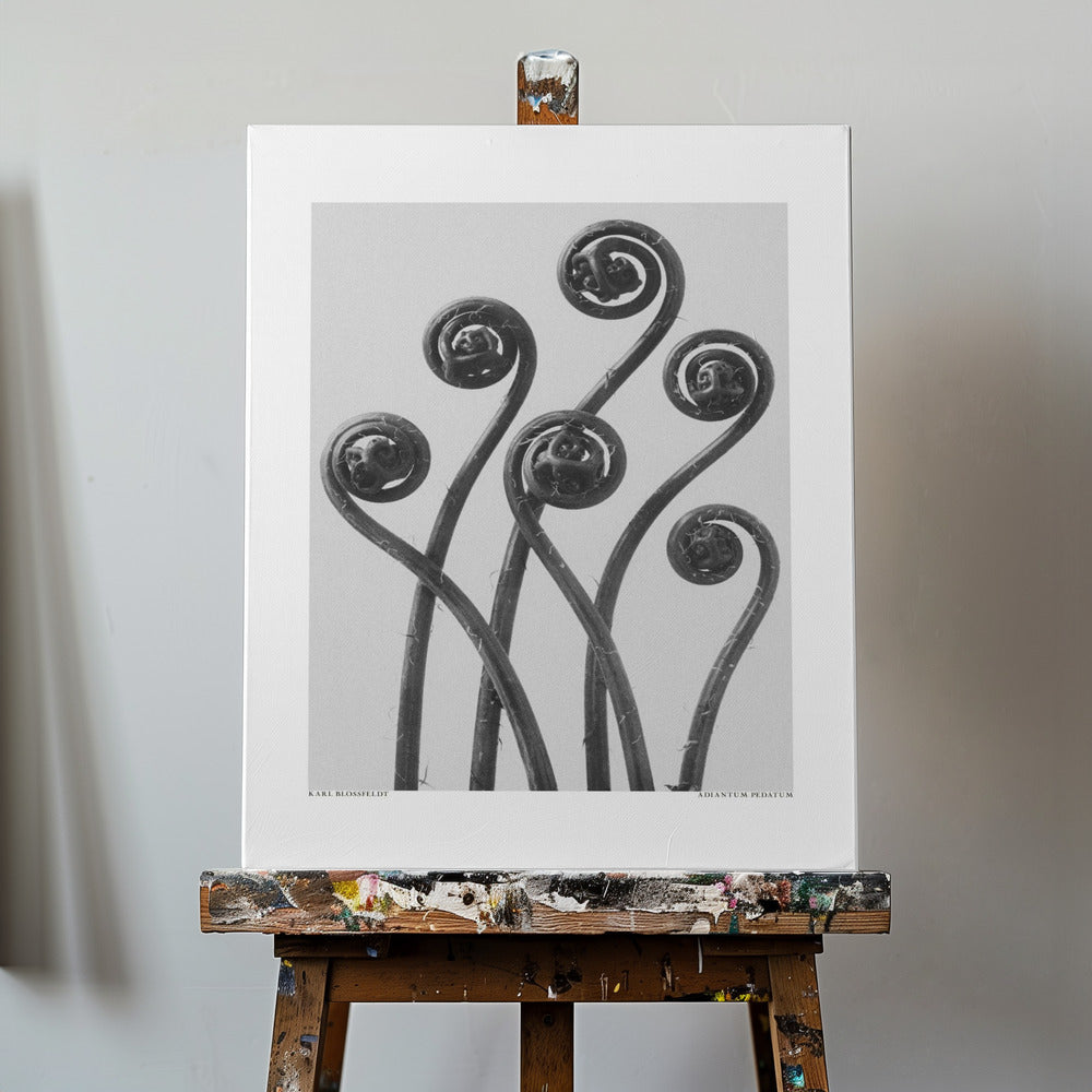 Adiantum pedatum | Lærredsbilleder