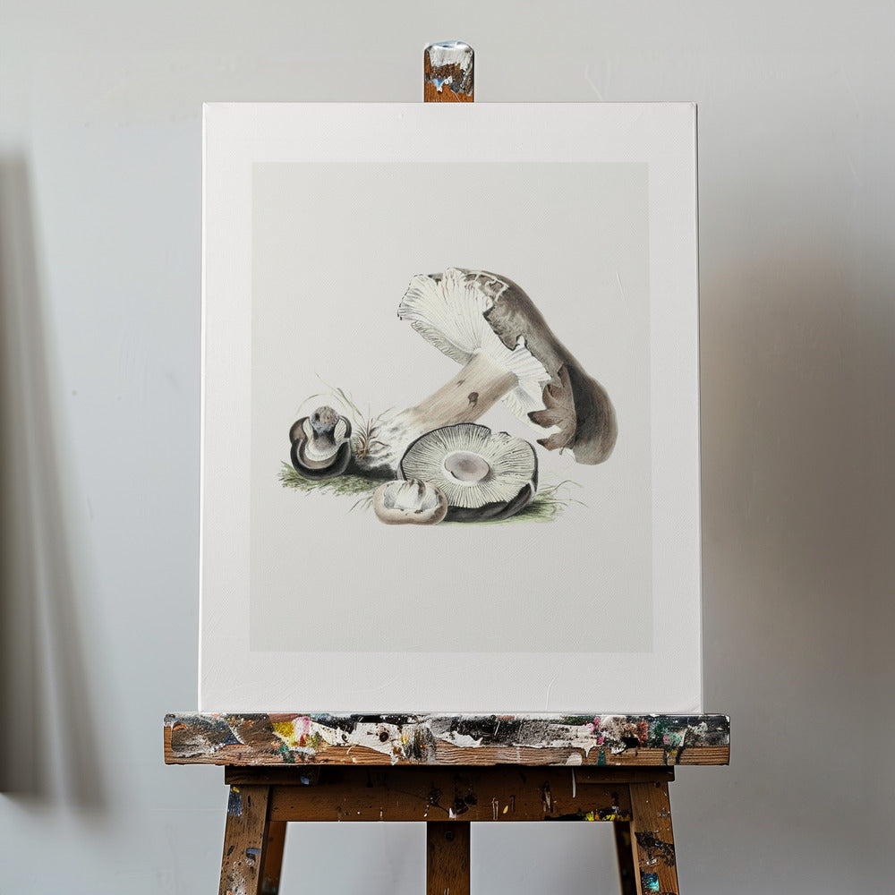 Champignon Agaricus Augustus vintage 50x70 | Tableaux sur Toile