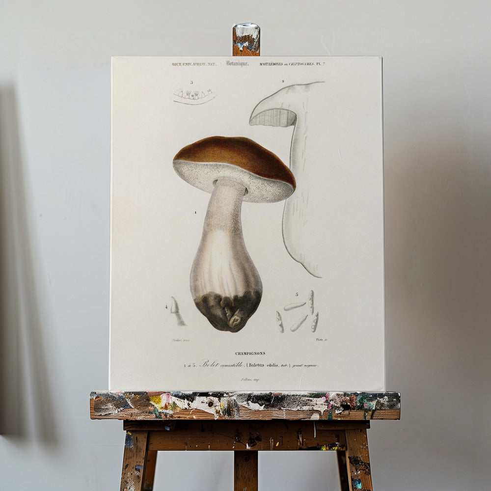 Småbolle (Boletus Edulis) | Lærredsbilleder