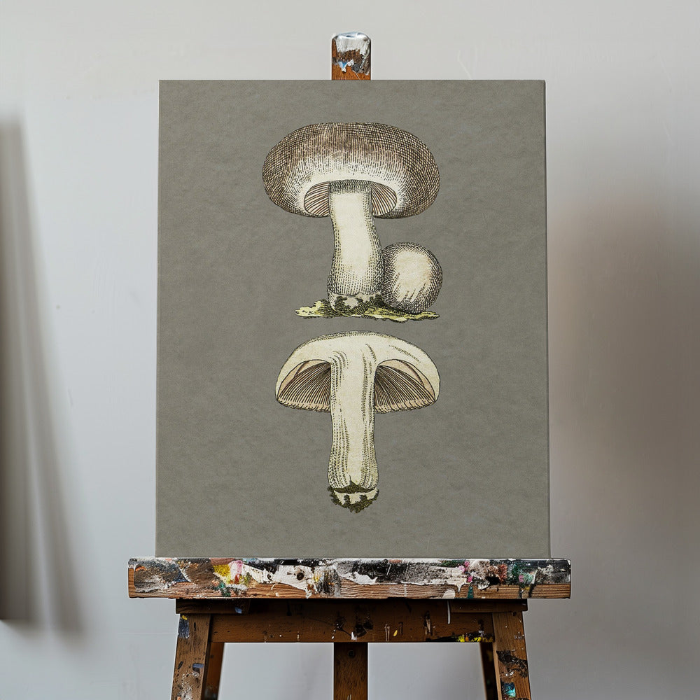 Wiesenchampignon | Leinwand-Bilder