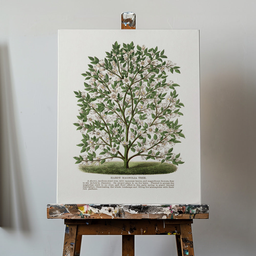 Lithographie d'un magnolia rustique | Tableaux sur Toile