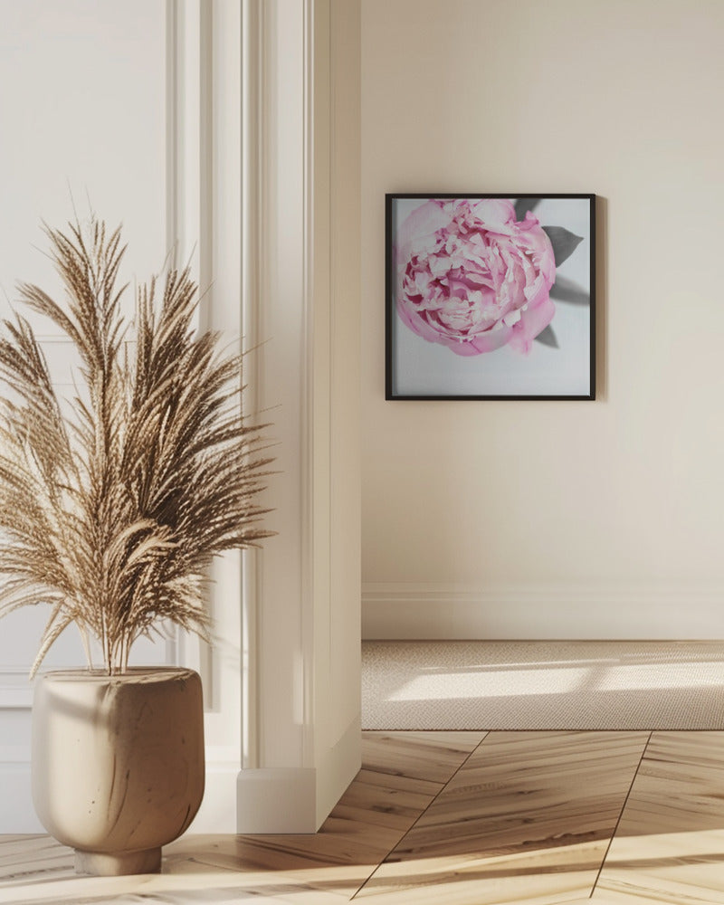 Pink peony III | Poster
