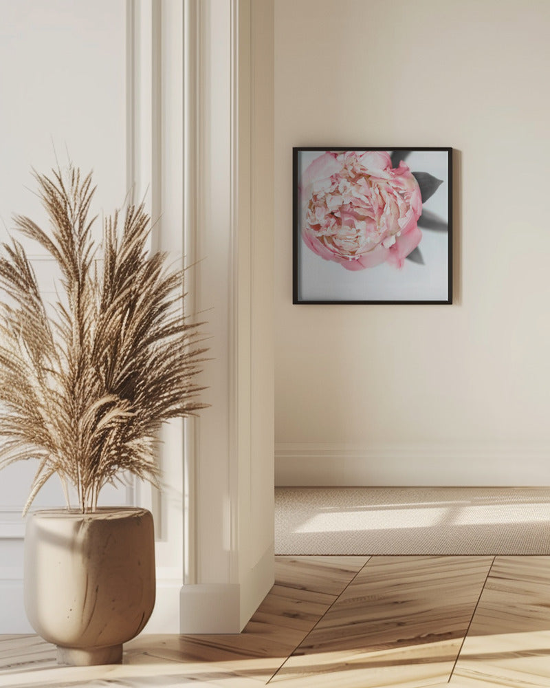 Blush peony III | Poster