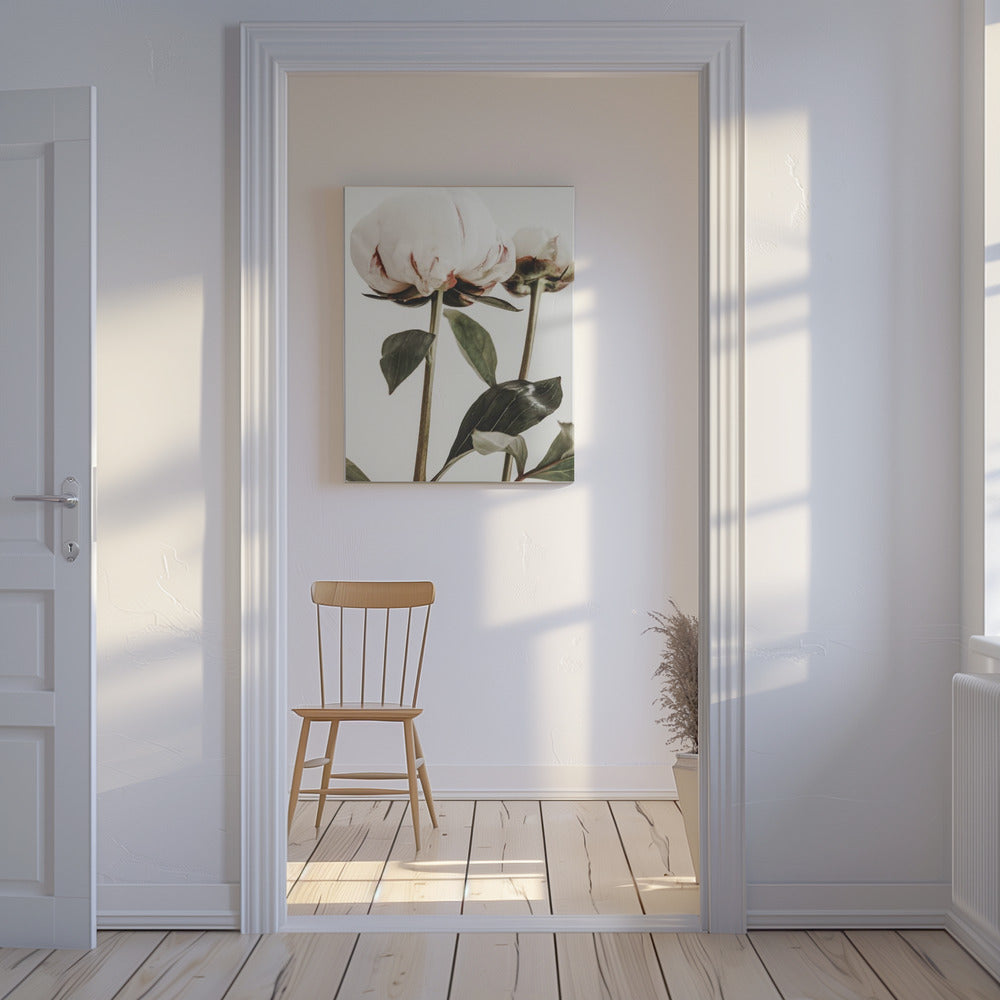 Pion 24 | Canvas
