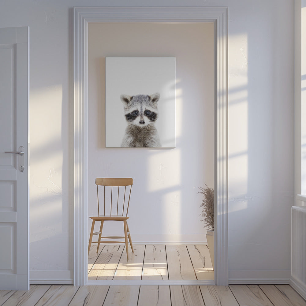 Tvättbjörnunge | Canvas