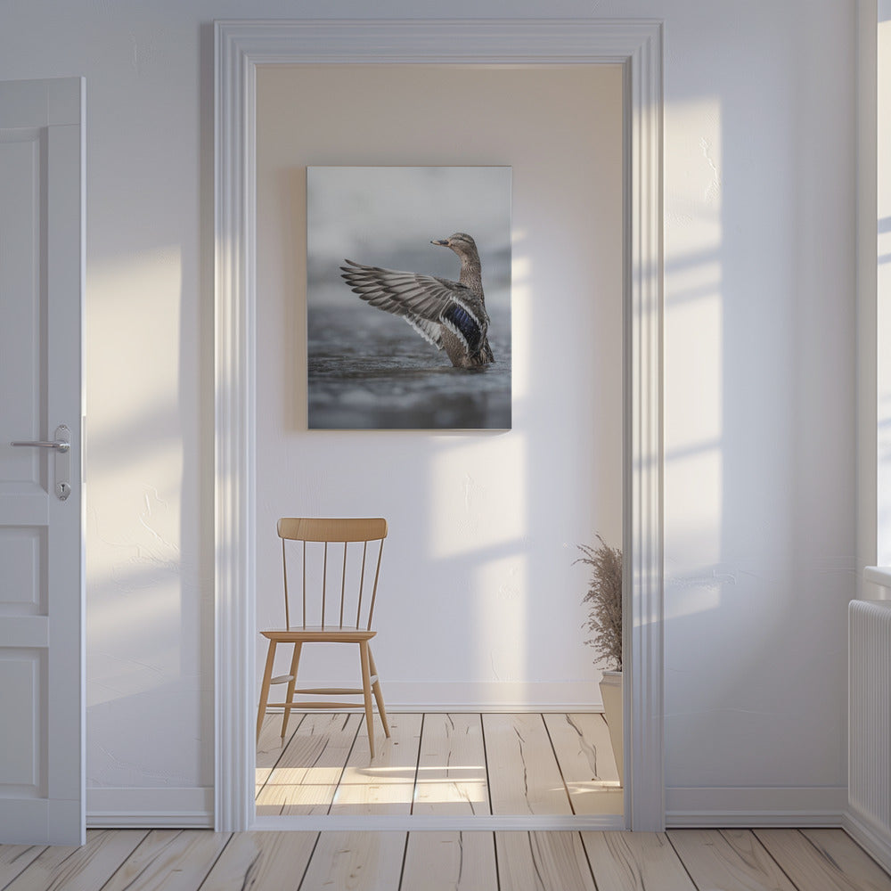Weibliche Stockente mit ausgebreiteten Flügeln | Leinwand-Bilder