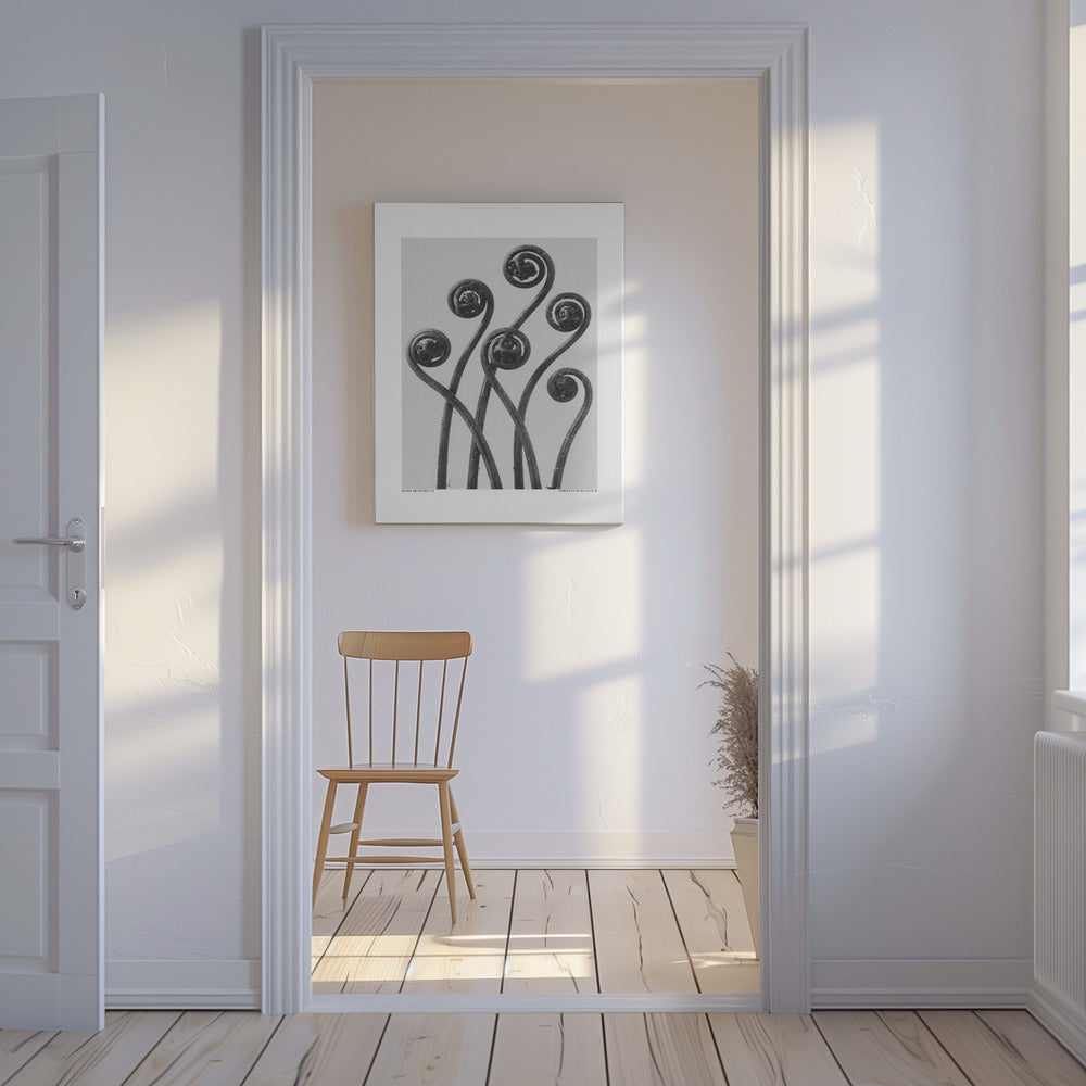 Adiantum pedatum | Lærredsbilleder