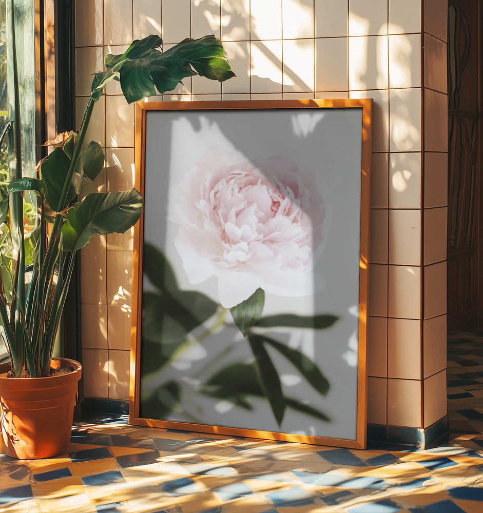 Peony 10 | Poster