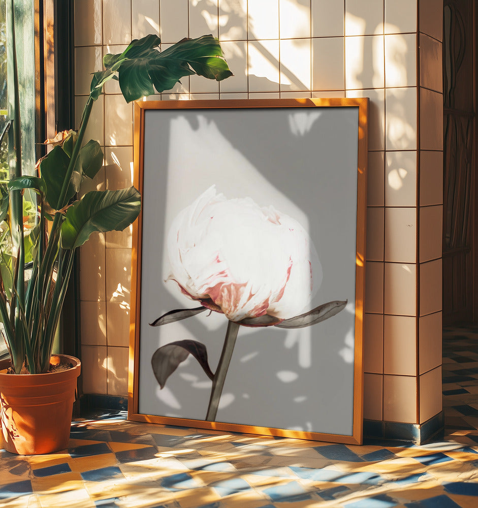 Peony 13 | Poster