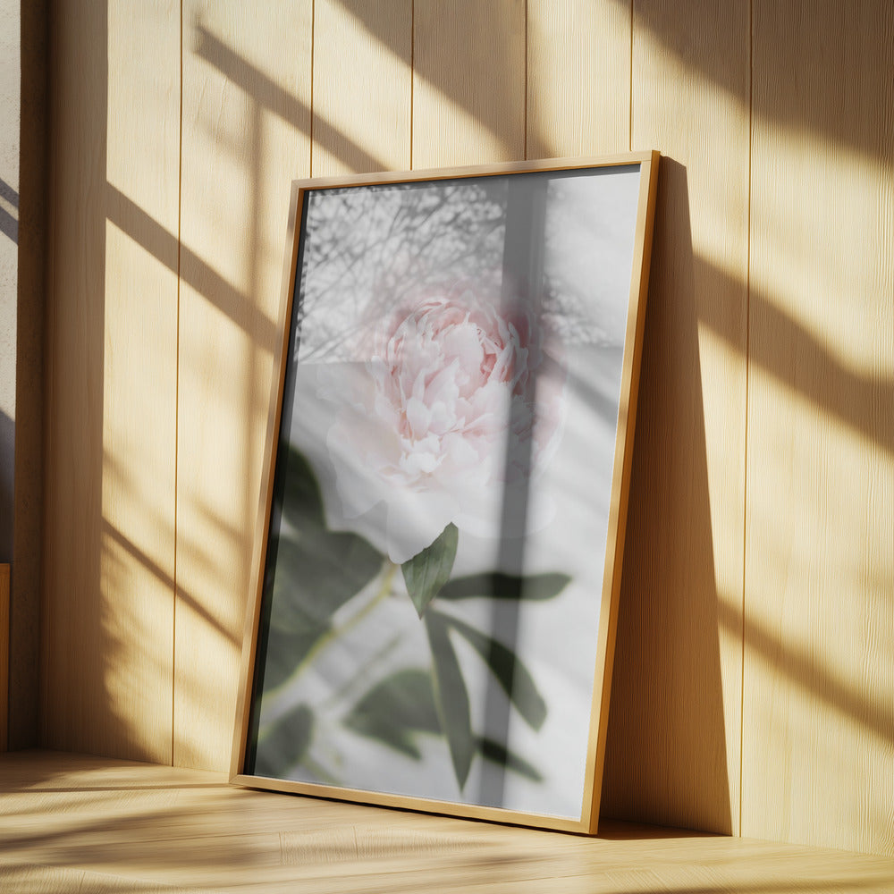 Peony 10 | Poster