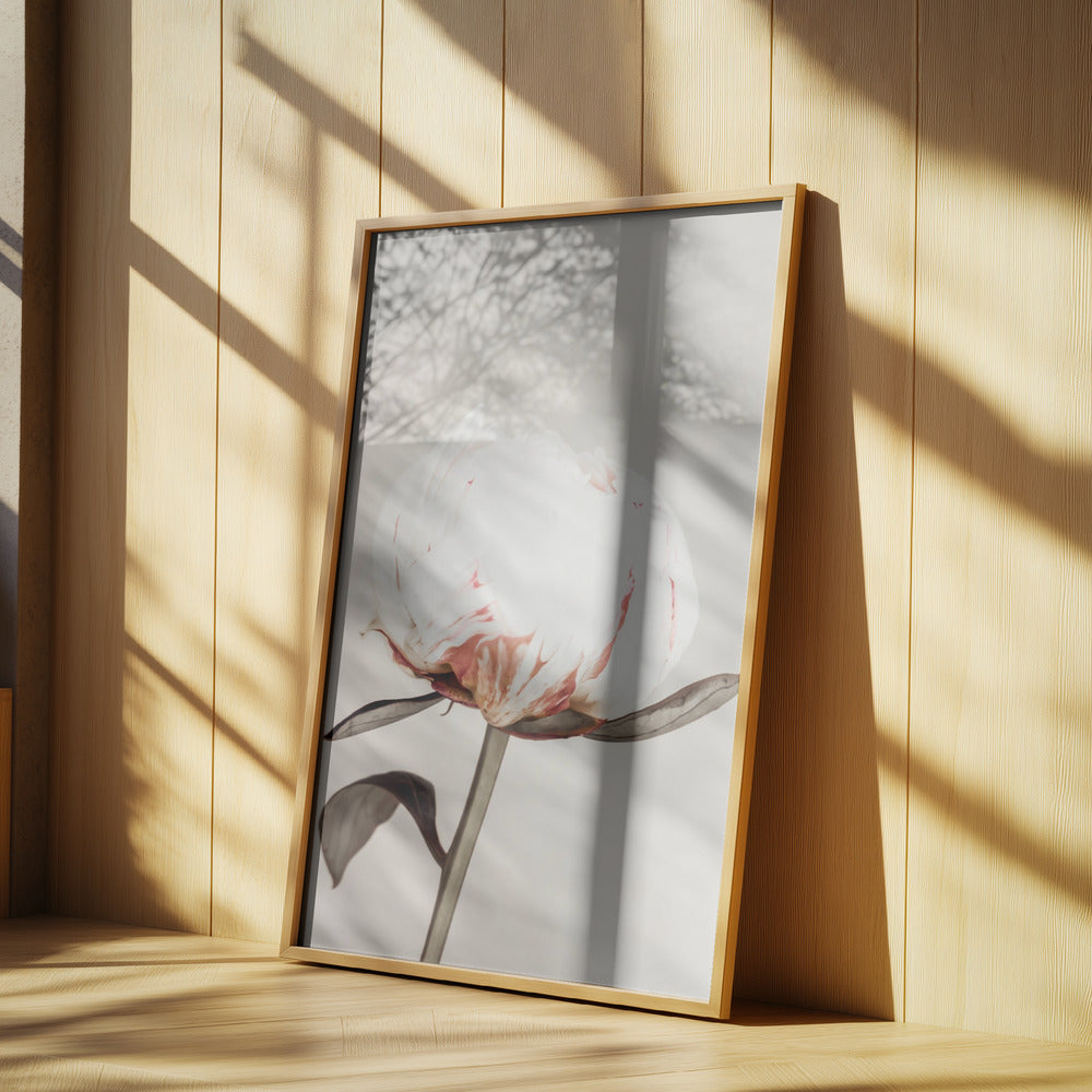 Peony 13 | Poster