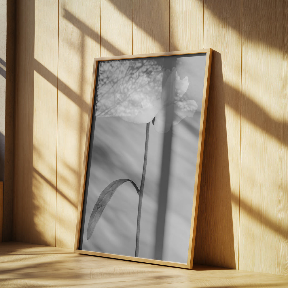 Peony 14 | Poster