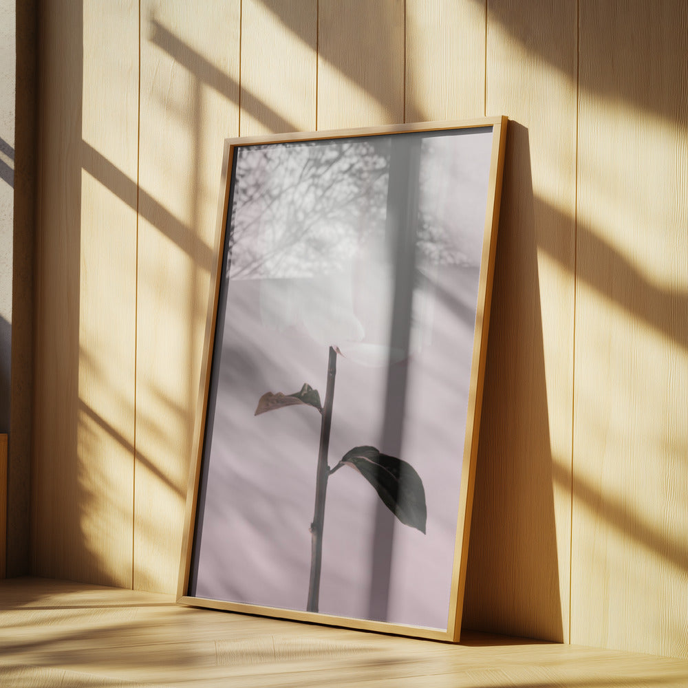 Peony 19 | Poster