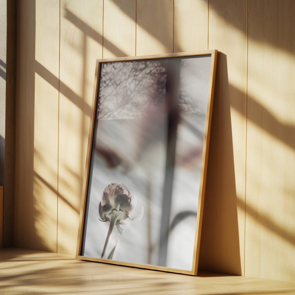 Peony 22 | Poster