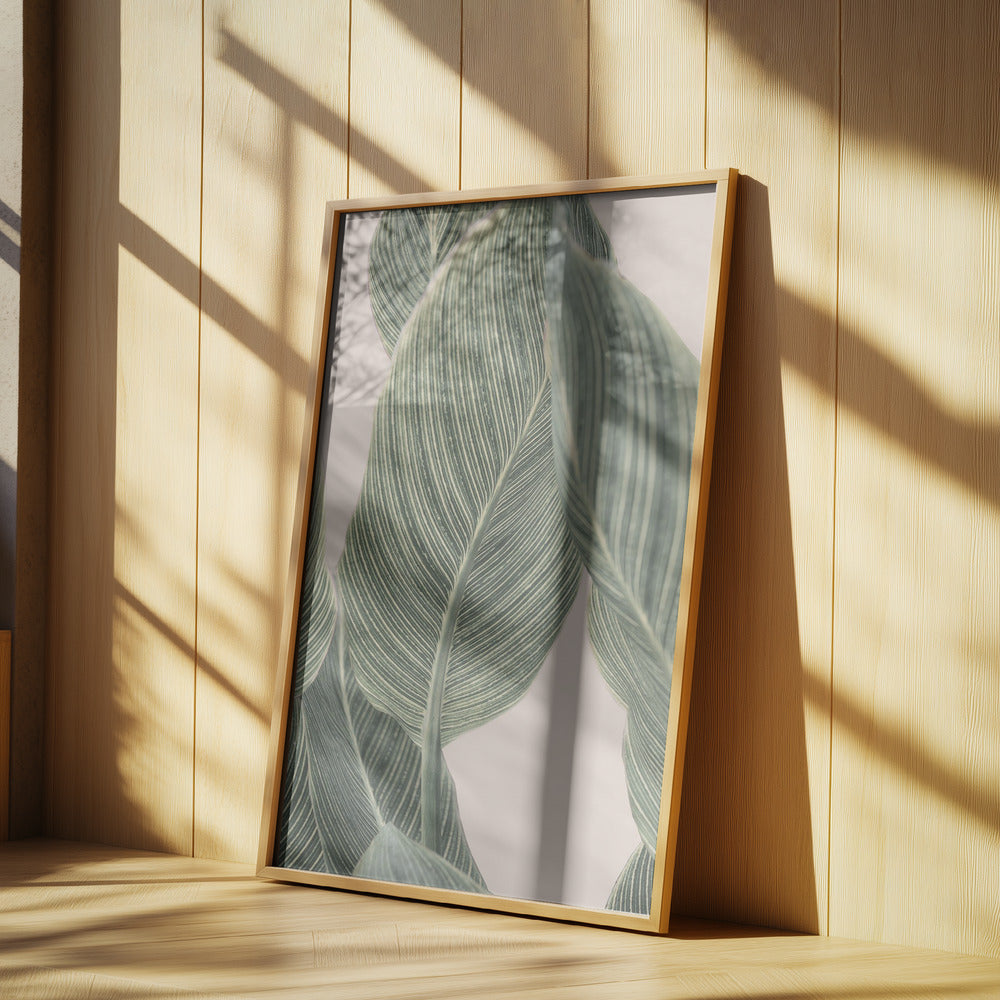 Kallablad | Poster