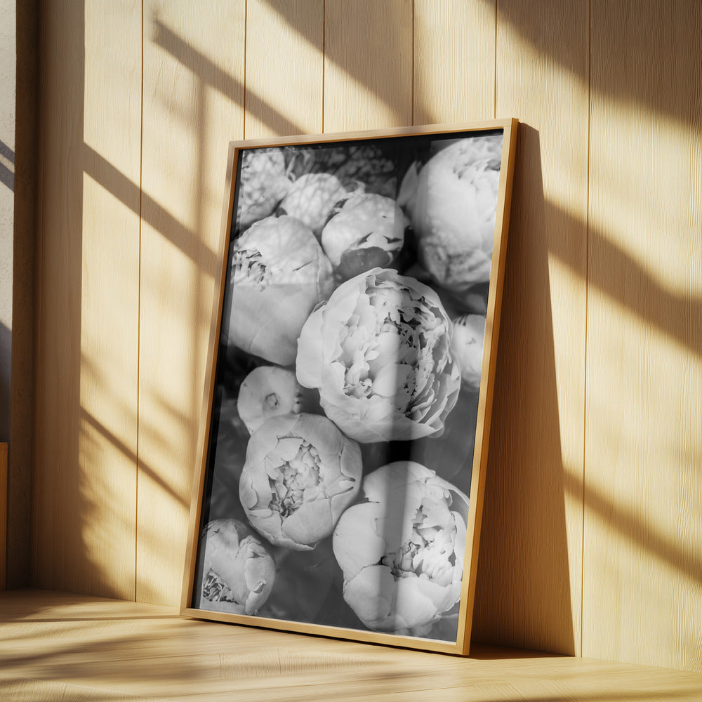 Peonies | Poster