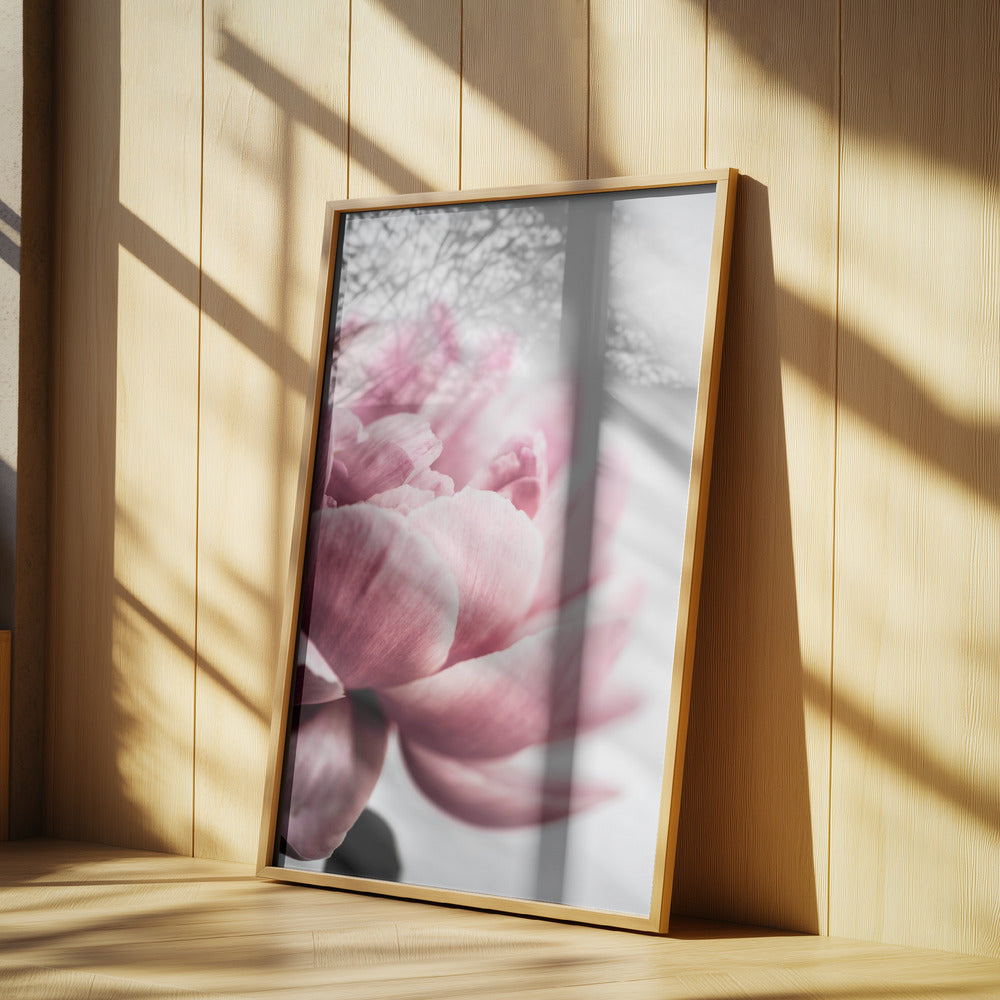 Peony 1 | Poster