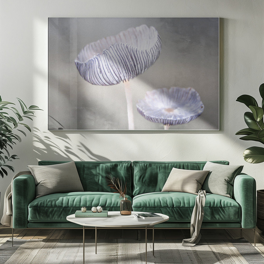 svamp Canvas