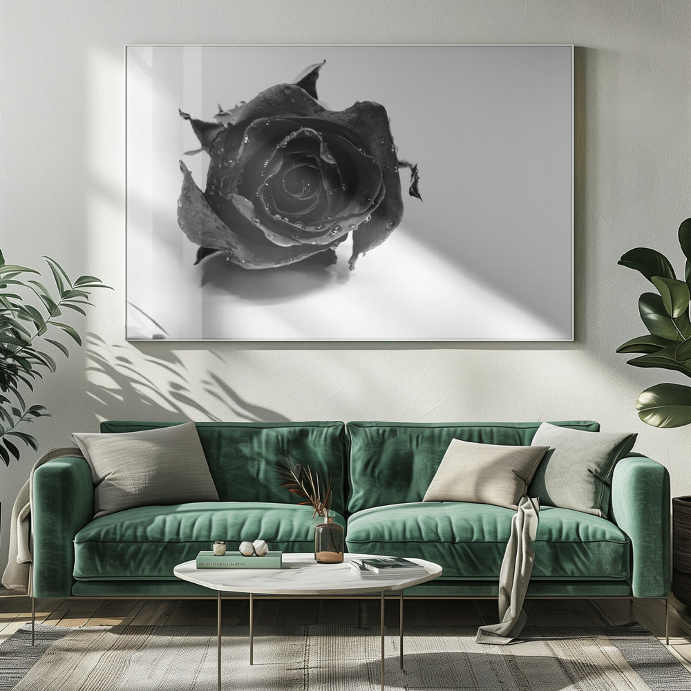 Zwarte Roos | Canvasprints