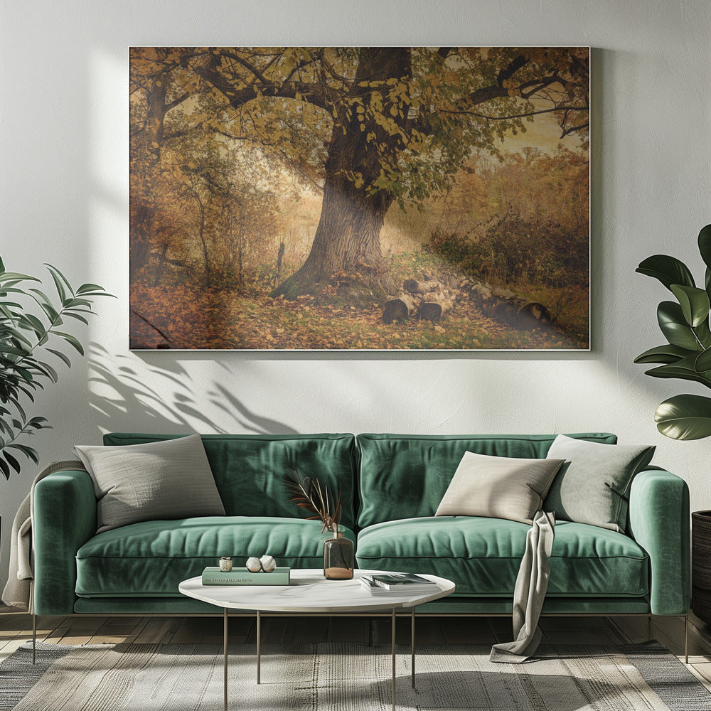 Alter Baum | Leinwand-Bilder