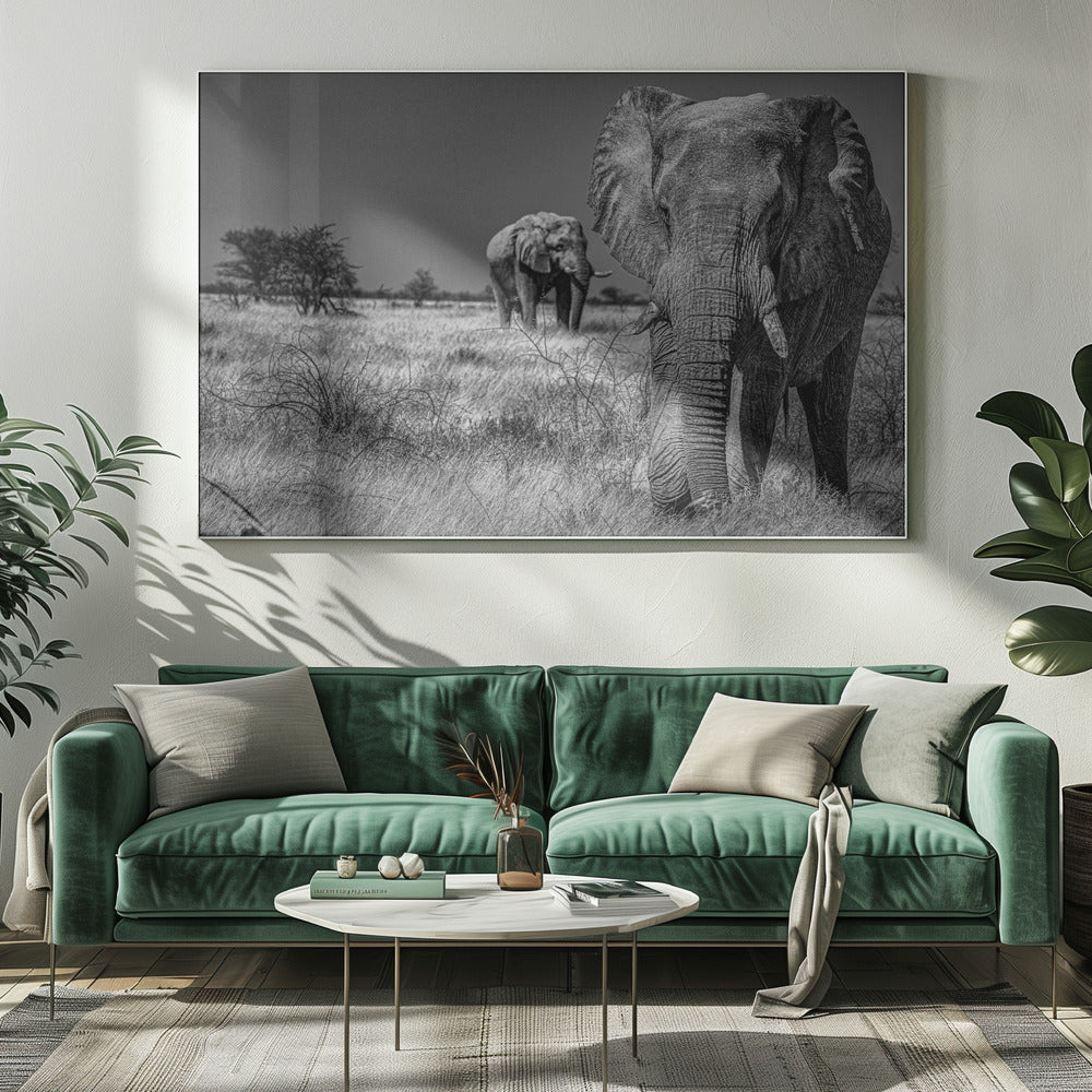 Elefantenfelder | Leinwand-Bilder