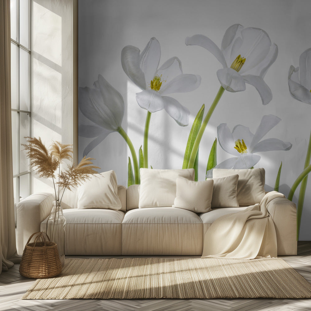 Tulipes blanches | Papier Peint Photo
