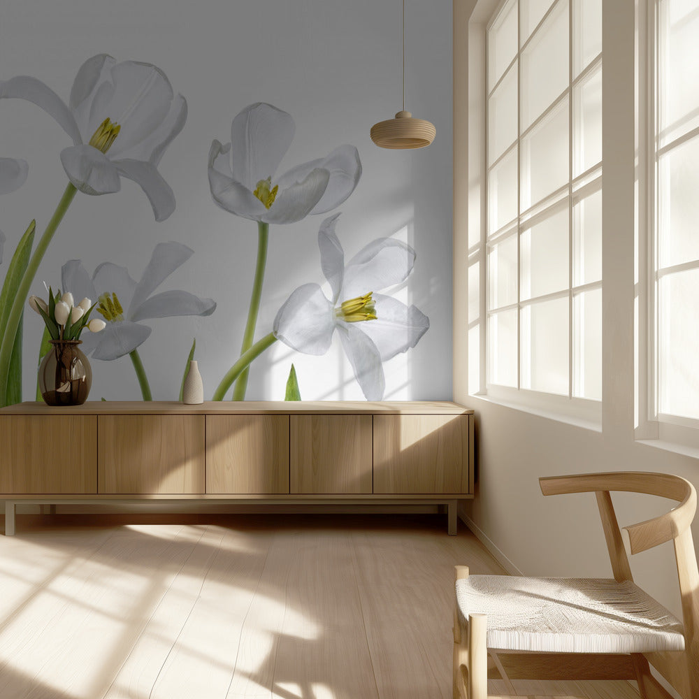 Tulipes blanches | Papier Peint Photo