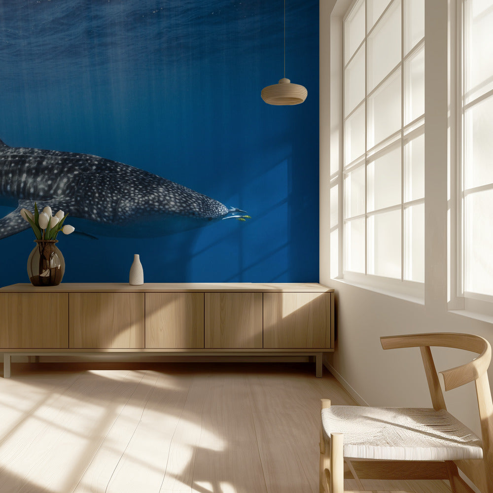 Walvishaai in het blauw | Fotobehang