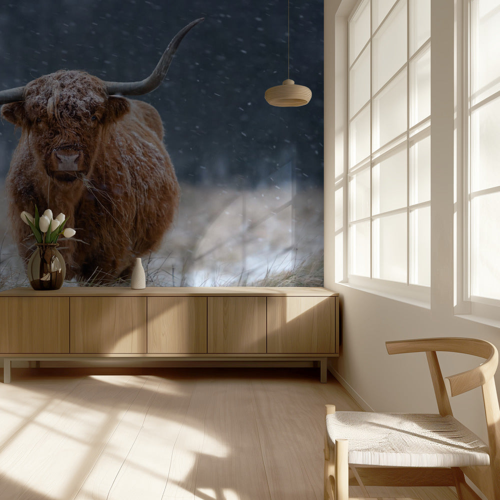 Krowa rasy Snowy Highland | Fototapeta