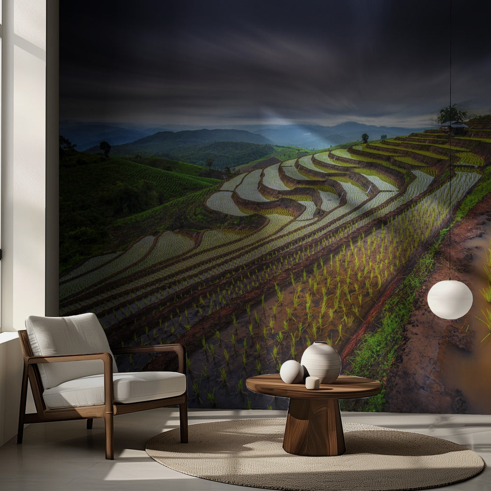 Unseen Rice Field | Wallpaper