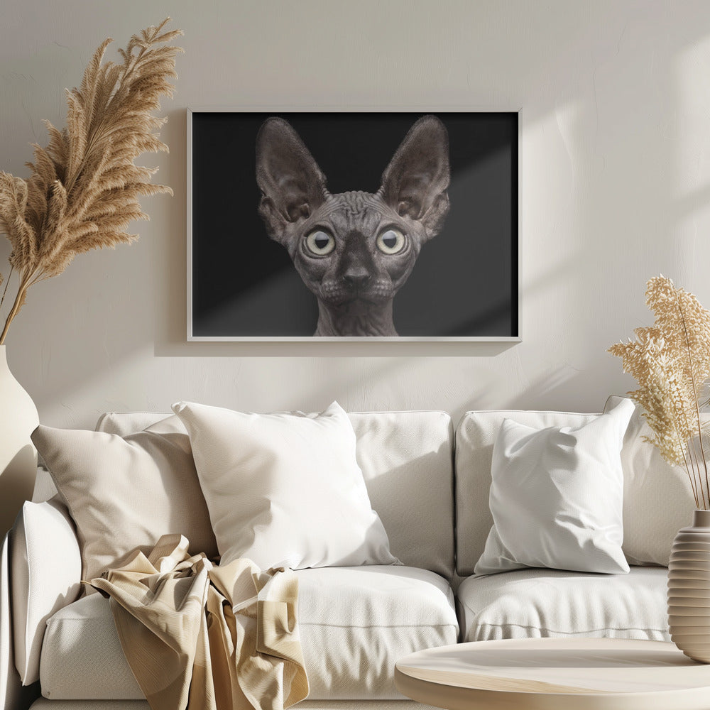Sphynx-Katze | Poster - Kunstdruck