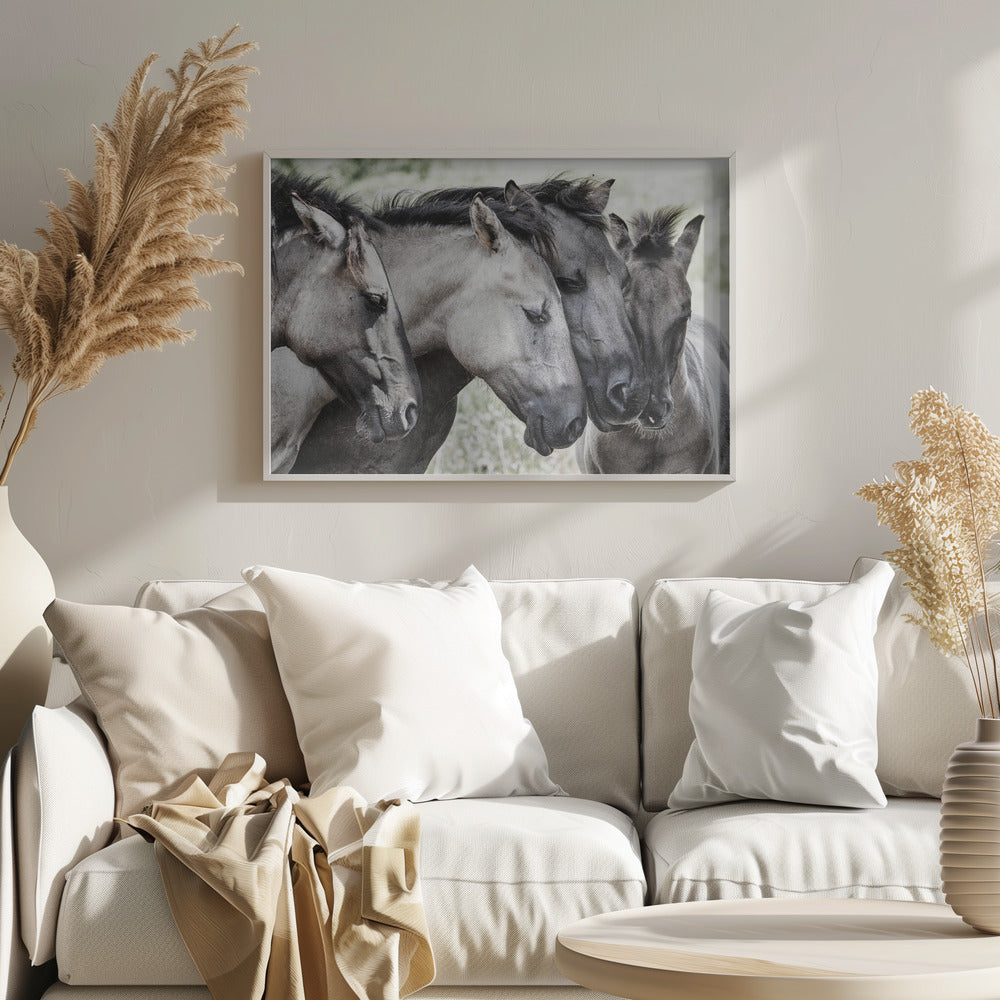 Cuatro caballos Konik | Posters - Impresiones de Arte