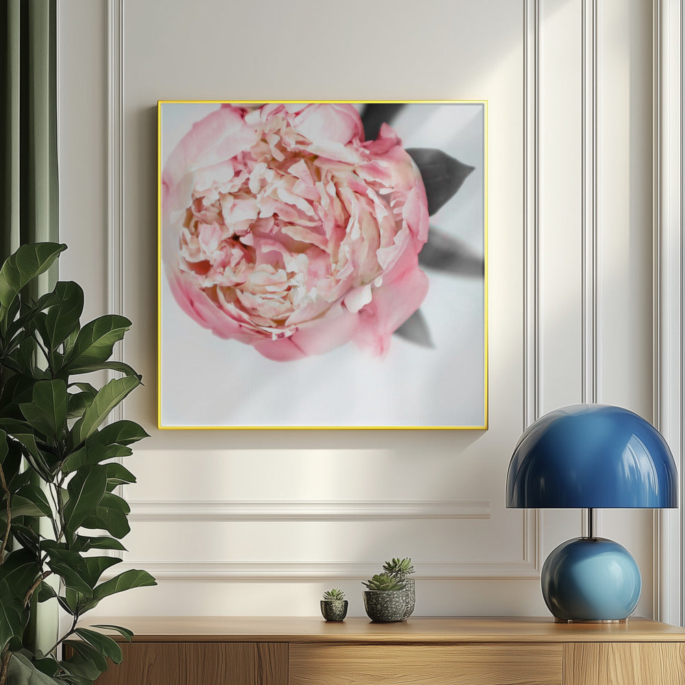 Blush peony III | Poster