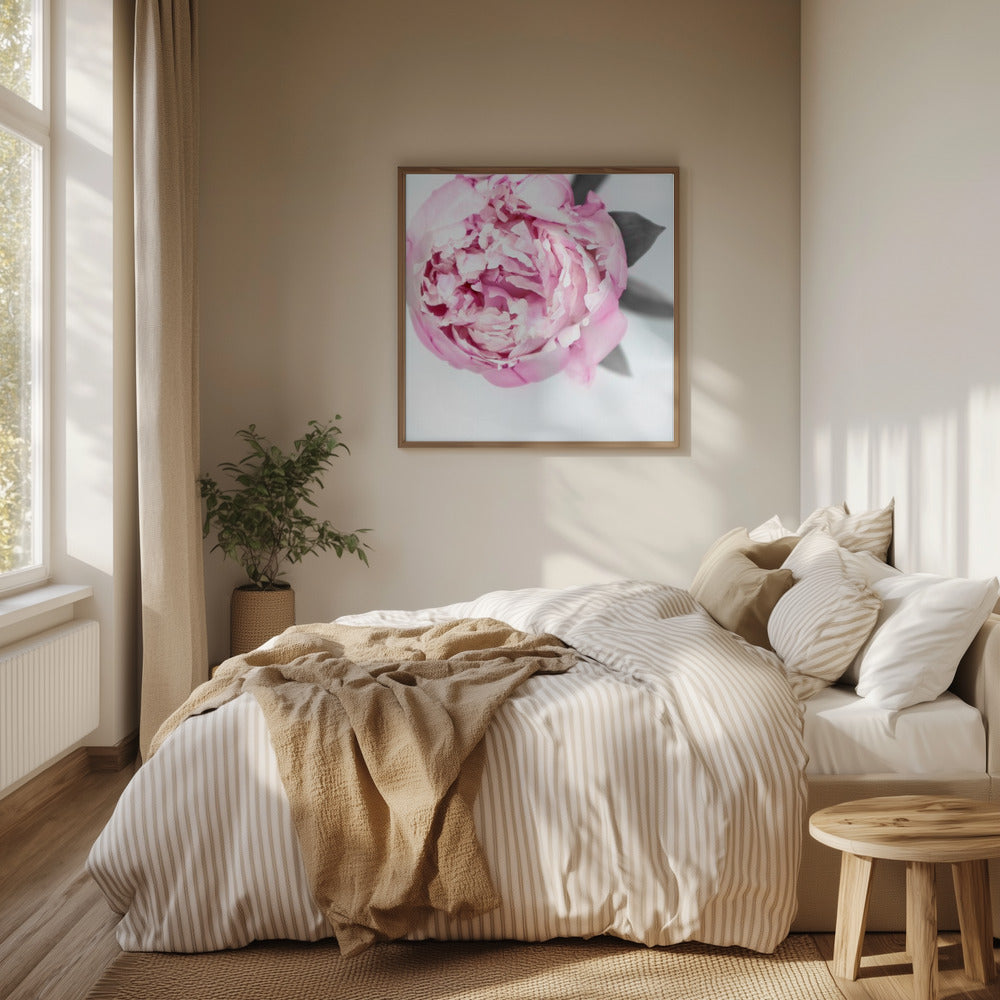 Pink peony III | Poster