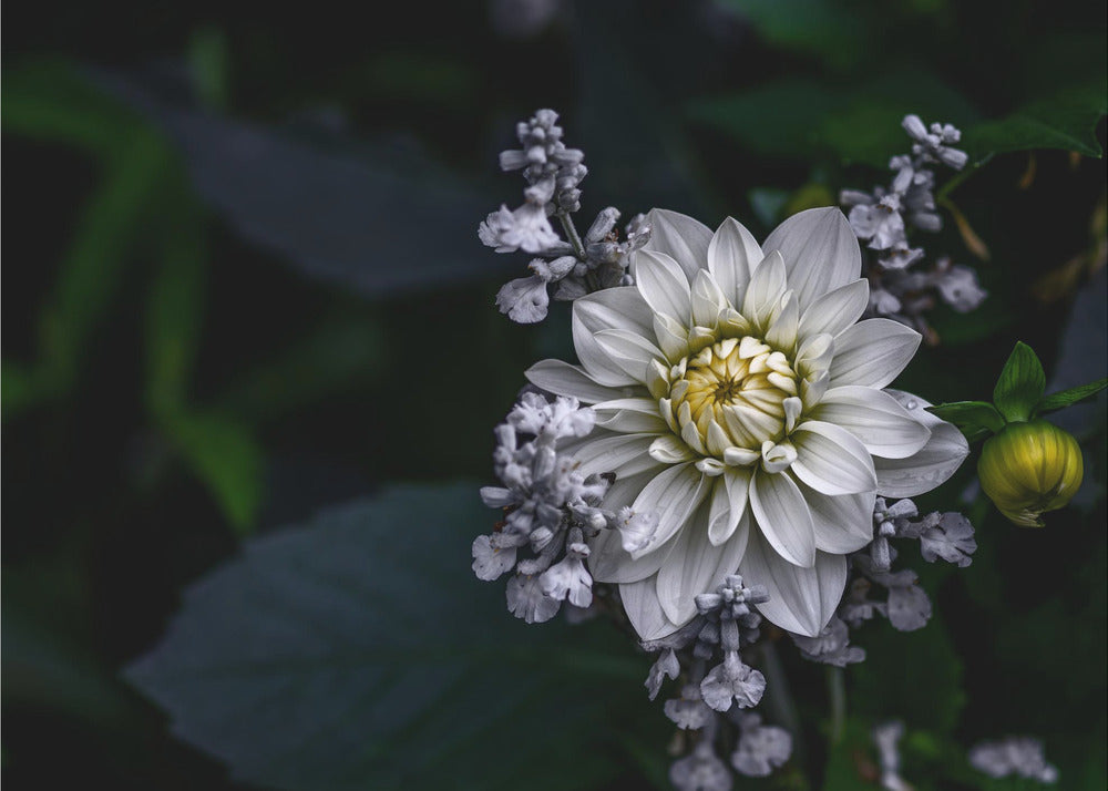 Dahlienblüte | Fototapeten