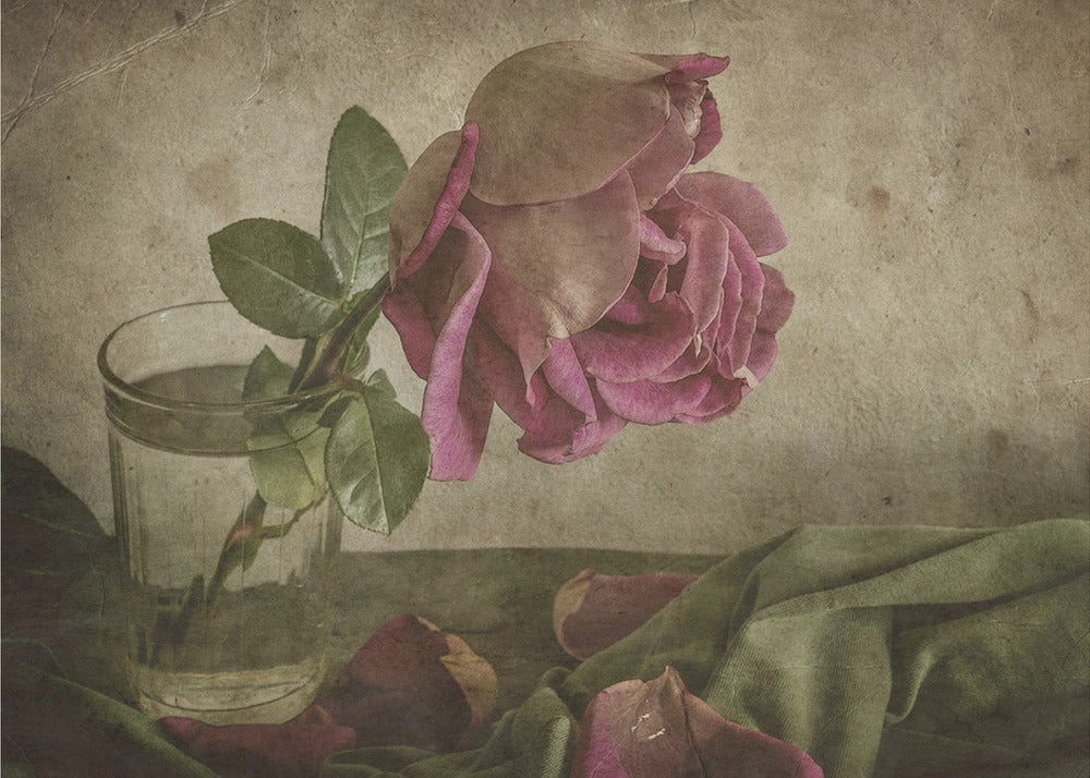 Träne der Rose | Fototapeten