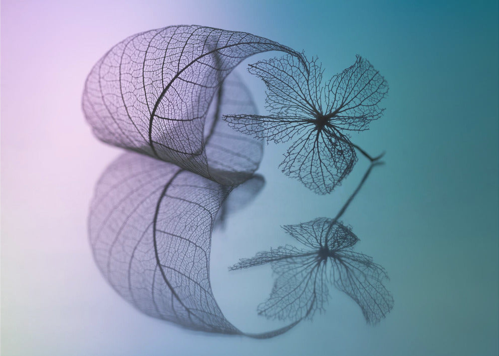 Geschichte von Blatt und Blüte | Poster - Kunstdruck