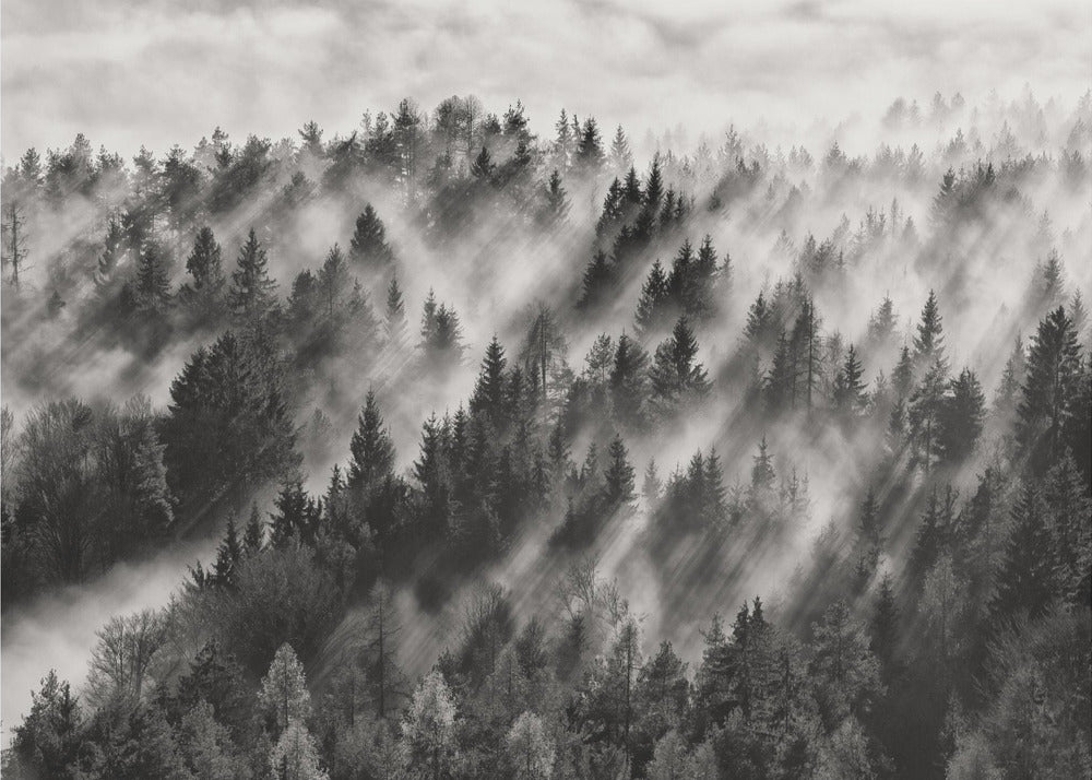 Sundance No.1 | Wallpaper