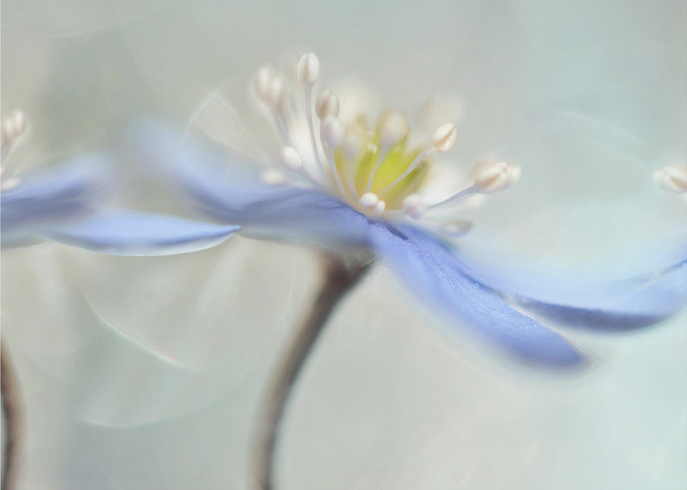 Dansende anemoner | Plakater - Kunsttryk