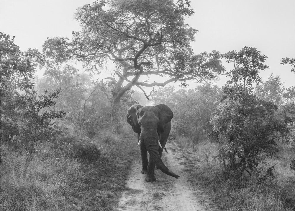 GÉANT QUI MARCHE | Papier Peint Photo
