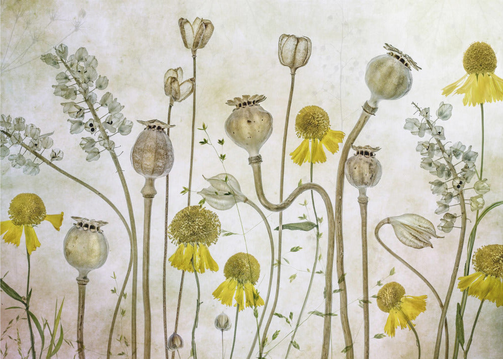 Maki i Helenium | Fototapeta