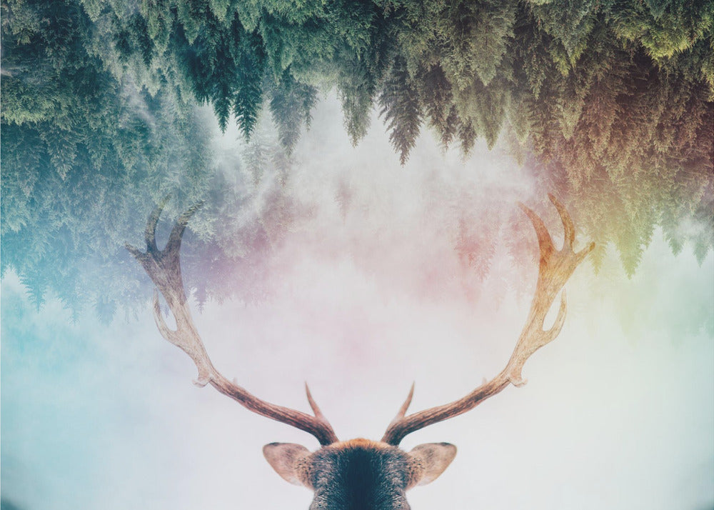 Bois de cerf | Papier Peint Photo