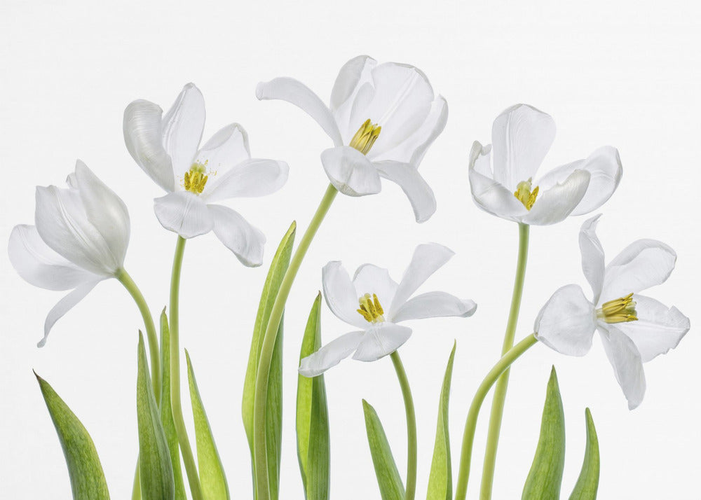 Tulipes blanches | Papier Peint Photo